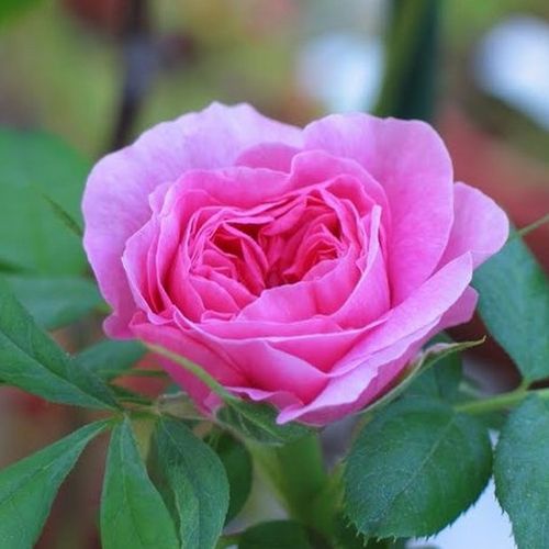 Rosa Duchesse de Rohan - rózsaszín - Angolrózsa virágú- magastörzsű rózsafa- bokros koronaforma